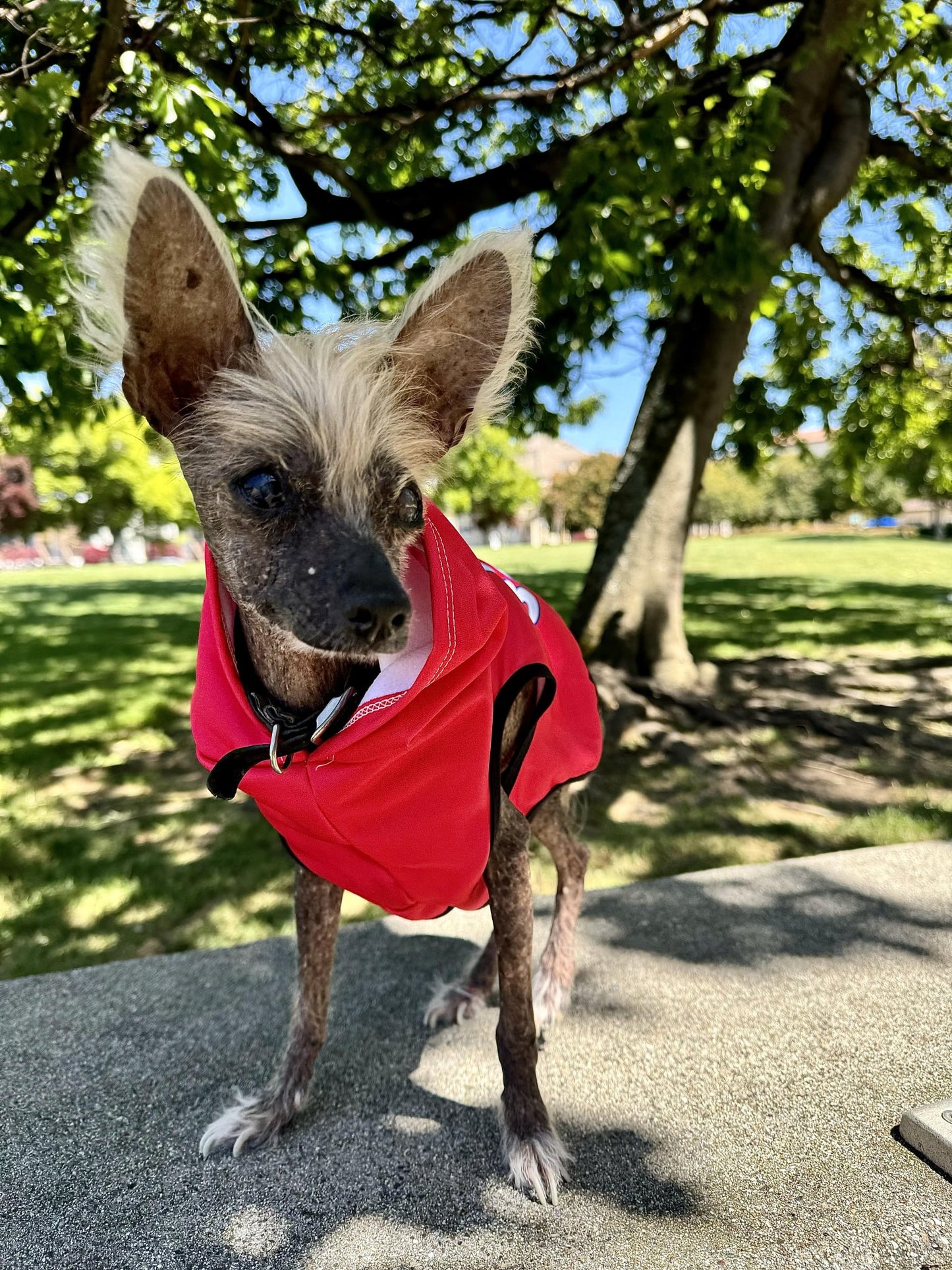 Bark for Bobby Pet Hoodie - TEAM KENNEDY. All rights reserved